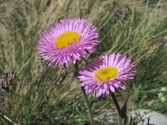 Erigeron caucasicus venustus