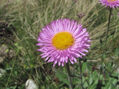 Erigeron caucasicus venustus