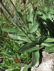 Erigeron caucasicus venustus