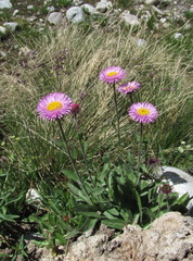 Erigeron caucasicus venustus