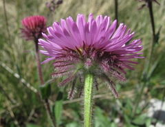 Erigeron caucasicus venustus