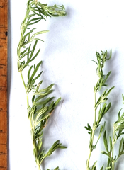 Teucrium africanum