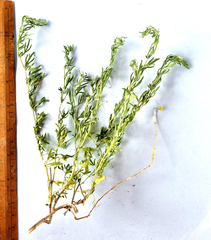 Teucrium africanum