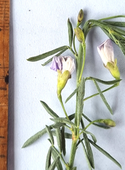 Teucrium africanum