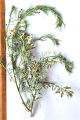 Teucrium africanum