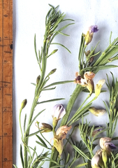 Teucrium africanum