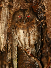 Otus rutilus rutilus