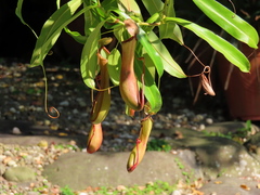 Nepenthes distillatoria