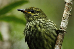 Philepitta castanea
