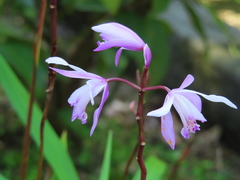 Bletilla formosana