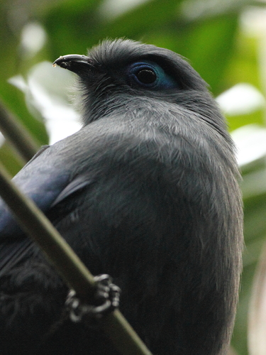 Blue Coua