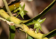 Image of Angraecum costatum