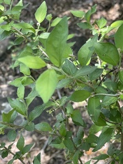 Erythrococca menyharthii