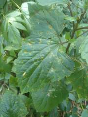 Baeodromus eupatorii