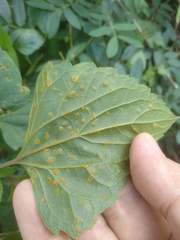 Baeodromus eupatorii