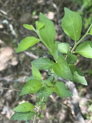Erythrococca menyharthii