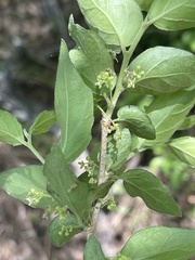 Erythrococca menyharthii