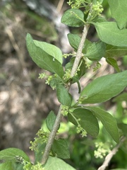 Erythrococca menyharthii