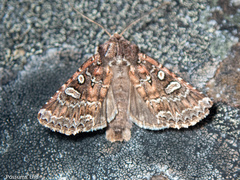 Ichneutica lithias