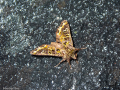 Ichneutica chlorodonta