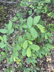 Bridelia cathartica cathartica