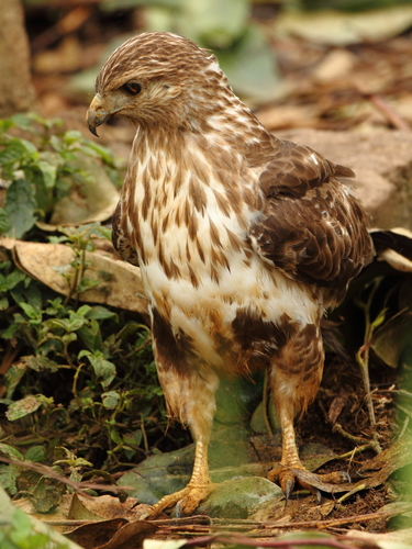 Madagascar Buzzard