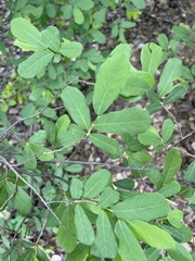 Bridelia cathartica cathartica
