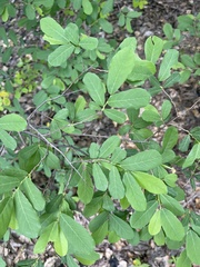 Bridelia cathartica cathartica
