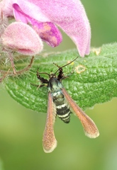 Negotinthia myrmosaeformis