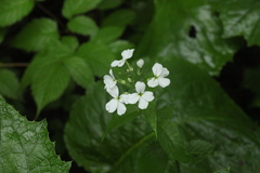 Hesperis matronalis voronovii