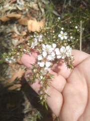 Leptospermum arachnoides