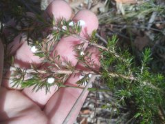 Leptospermum arachnoides