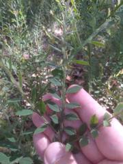 Bossiaea stephensonii