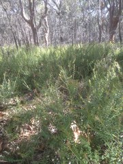 Bossiaea stephensonii