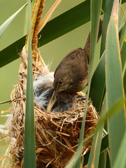 Acrocephalus newtoni