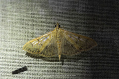 Patania punctimarginalis