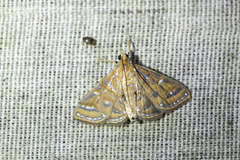 Daulia afralis