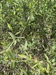 Maerua juncea crustata