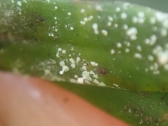 Podotara pilophoriformis