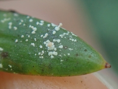 Podotara pilophoriformis