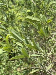 Maerua juncea crustata