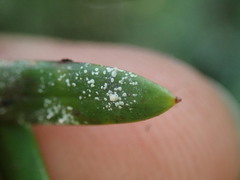 Podotara pilophoriformis