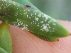 Podotara pilophoriformis