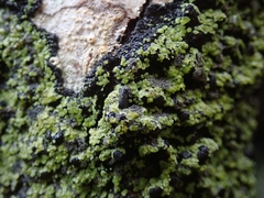 Psoromaria versicolor