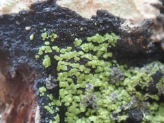 Psoromaria versicolor