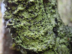 Psoromaria versicolor