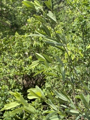 Maerua juncea crustata