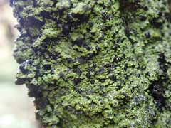 Psoromaria versicolor