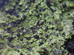 Psoromaria versicolor