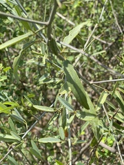 Maerua juncea crustata